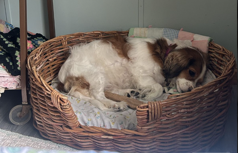 Bella, Cavalier