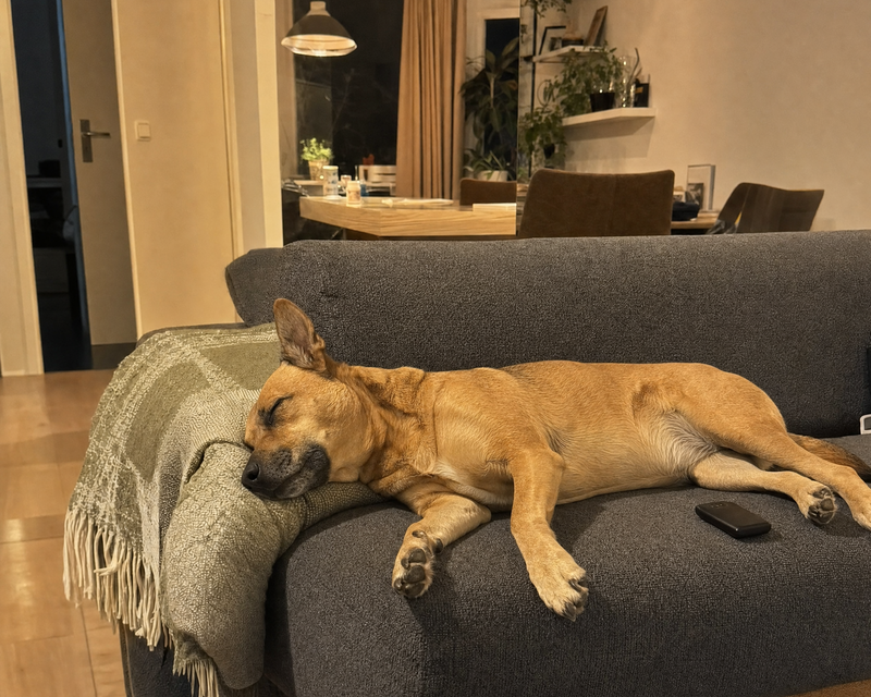 Noor, pup